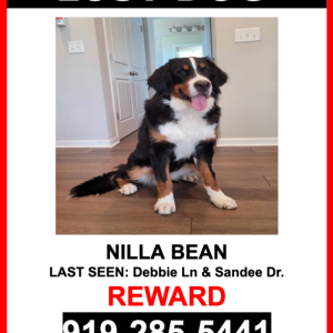 Lost Dog Nilla Bean