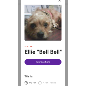 Lost Dog Ellie Maye Bell Bel