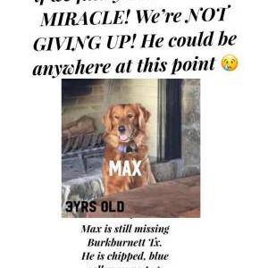 Lost Dog MAX