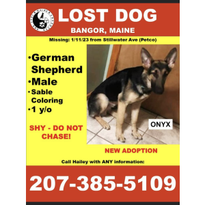 Lost Dog Onyx