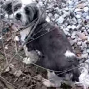 Lost Dog Braxton
