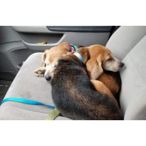 Found Dog two unknown beagles