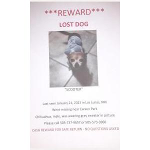 Lost Dog Scooter
