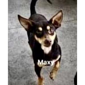 Lost Dog Maxy