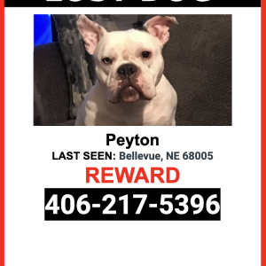 Lost Dog Peyton