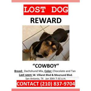 Lost Dog Cowboy