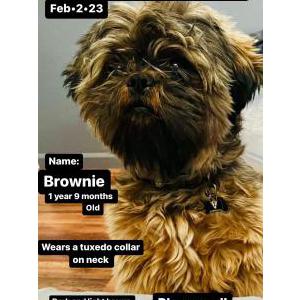 Lost Dog Brownie