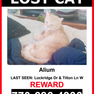 Lost Cat Alium