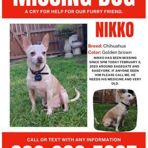 Lost Dog Nikko