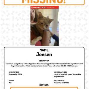 Lost Cat Jensen
