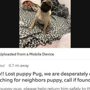 Lost Dog Butterball
