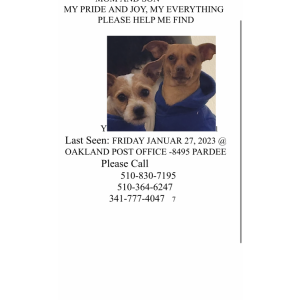 Lost Dog Gigi &Son (two dogs)