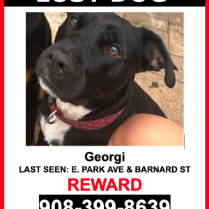 Lost Dog GEORGI