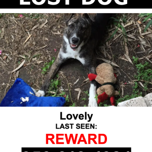 Lost Dog Lovely