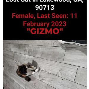 Lost Cat Gizmo