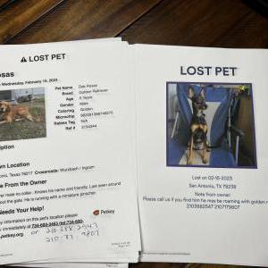 Lost Dog Dak Rosas