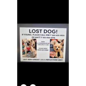 Lost Dog Chloe