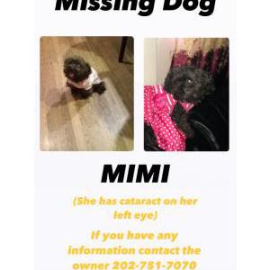 Lost Dog Mimi Cruz