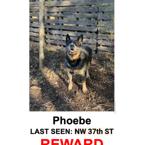 Lost Dog Phoebe