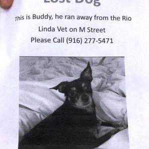 Lost Dog Buddy