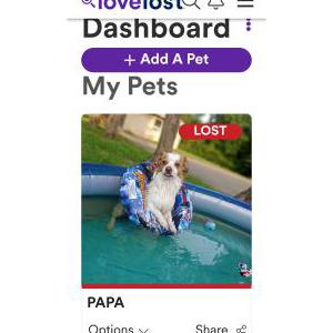 Lost Dog PAPA
