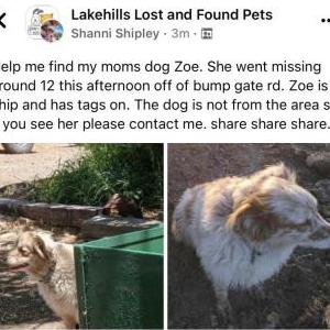 Lost Dog Zoe