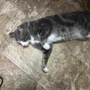 Lost Cat Shelby