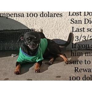 Lost Dog Papi