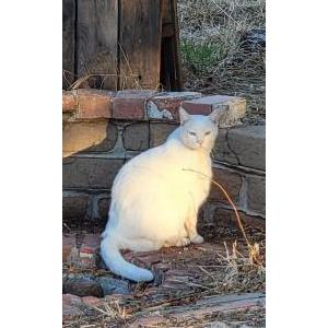 Lost Cat Jack White