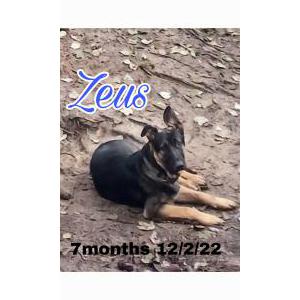 Lost Dog Zeus