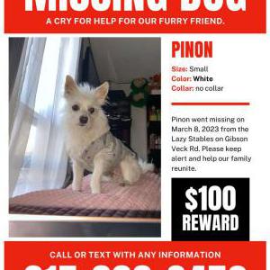 Lost Dog Piñon
