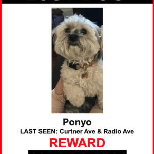 Lost Dog Ponyo