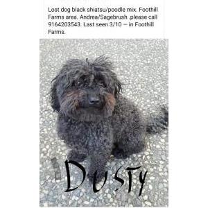 Lost Dog Dusty