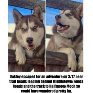 Lost Dog Oakly