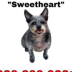 Lost Dog Sweetheart