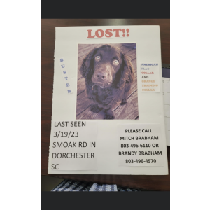 Lost Dog buster