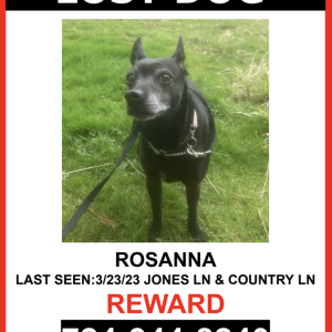 Lost Dog ROSANNA