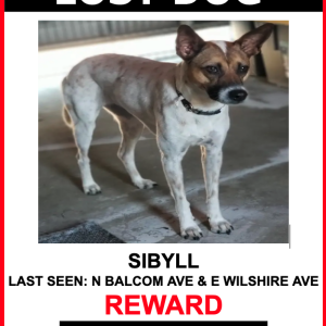 Lost Dog SIBYLL