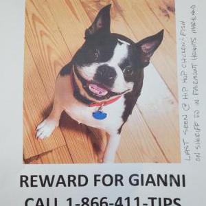 Lost Dog Gianni