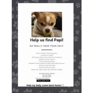 Lost Dog Papi