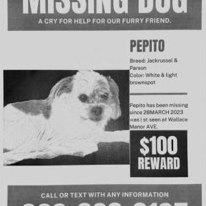 Lost Dog Pepito