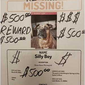 Lost Dog Silly Boy