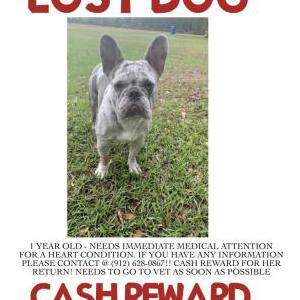 Lost Dog Chachi