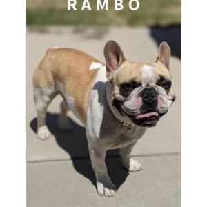 Lost Dog RAMBO