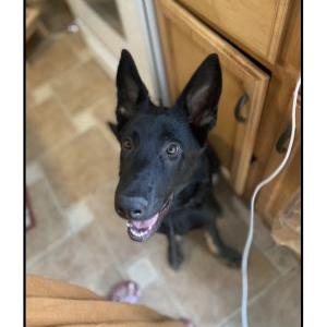 Lost Dog Indy