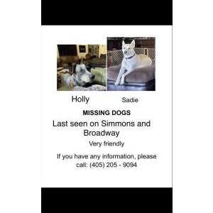Lost Dog Holly