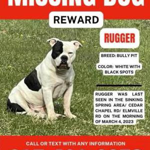 Lost Dog Rugger