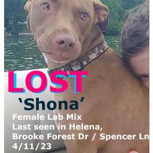 Lost Dog Shona
