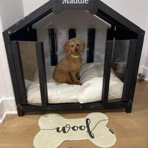 Lost Dog Maddie