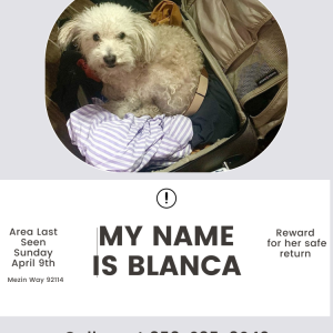 Lost Dog Blanca